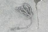 Fossil Crinoid (Platycrinites & Pachylocrinus) Plate - Indiana #125920-2